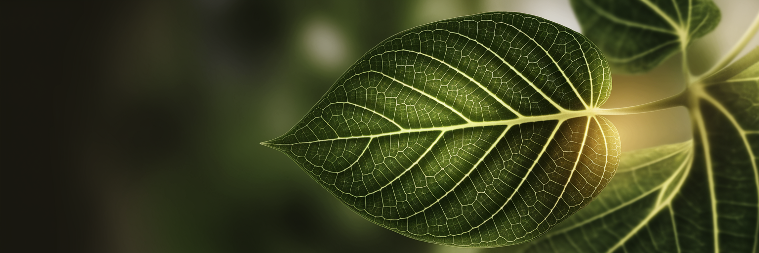 Is Low NAD Behind Your Fatigue and Brain Fog?