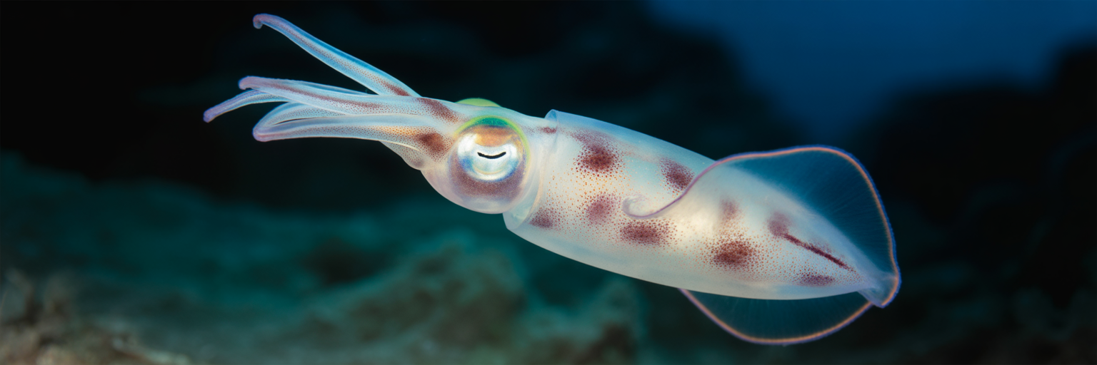 Hawaiian bobtail squid glowing in water.