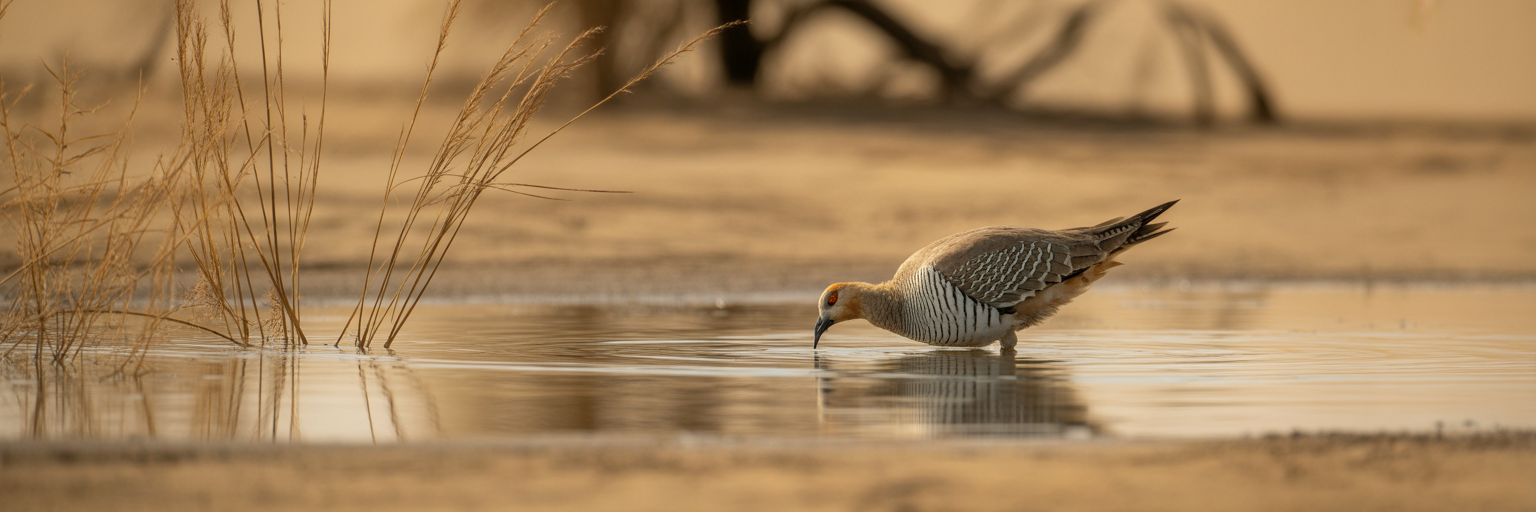 Male sandgrouse soaking belly feathers in water.