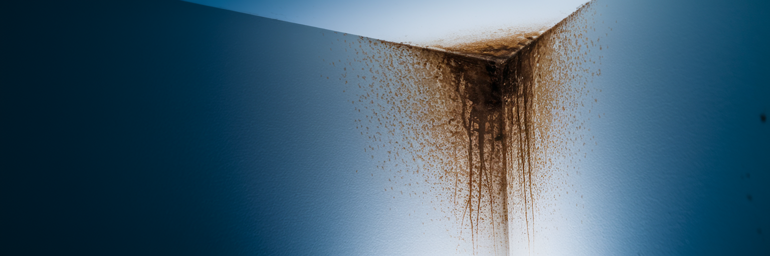 Pleśń na ścianie z powodu mostków termicznych.