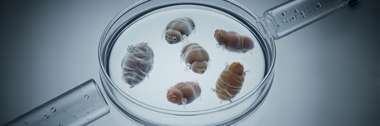 Tardigrades under heat stress in lab experiment.
